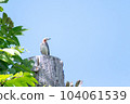 Starling _ small bird _ bird _ wild bird 104061539