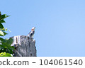 Starling _ small bird _ bird _ wild bird 104061540