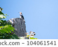 Starling _ small bird _ bird _ wild bird 104061541
