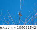 Starling _ small bird _ bird _ wild bird 104061542