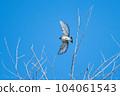 Starling _ small bird _ bird _ wild bird 104061543