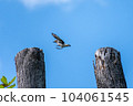 Starling _ small bird _ bird _ wild bird 104061545