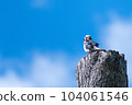 Starling _ small bird _ bird _ wild bird 104061546