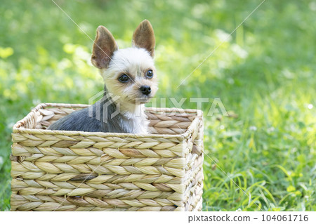 Ponta 約克夏犬在籃子裡 104061716