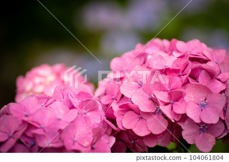 Close-up of red hydrangea flower Close-up of red hydrangea flower 104061804