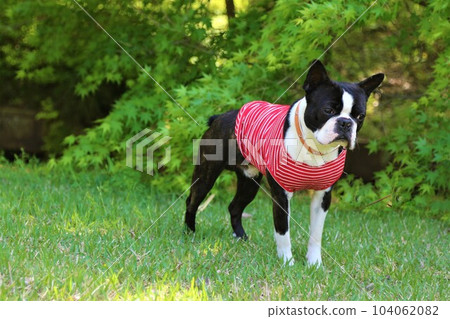 Mighty, a Boston terrier staring cutely in front of fresh greenery♡ Mighty, a Boston terrier staring cutely in front of fresh greenery♡ 104062082