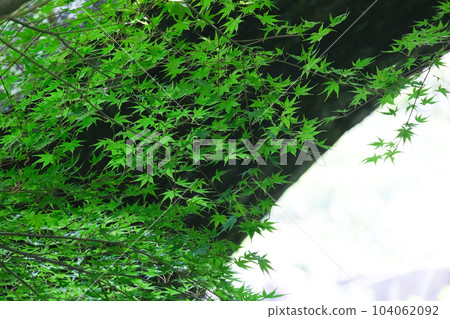 Young maple under the stone bridge 104062092