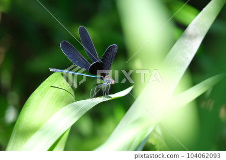 Hagro dragonfly in the shade of a tree 104062093