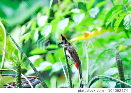 Red whiskered Bulbul, Red whiskered BulbulI or Pycnonotus jocosus or bird Red whiskered Bulbul, Red whiskered BulbulI or Pycnonotus jocosus or bird 104062374