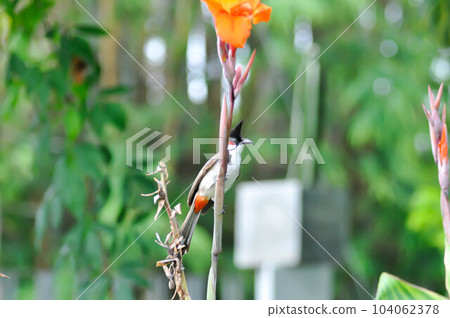 Red whiskered Bulbul, Red whiskered BulbulI or Pycnonotus jocosus or bird and Indian shot, India short plant or India shoot or Butsarana or Cannas or Canna lily or Canna indica L or CANNACEAE plant or Red whiskered Bulbul, Red whiskered BulbulI or Pycnonotus jocosus or bird and Indian shot, India short plant or India shoot or Butsarana or Cannas or Canna lily or Canna indica L or CANNACEAE plant or 104062378