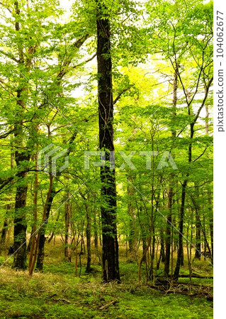 Fresh green beech forest on Mt.Fuji 104062677