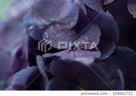 紫色的繡球花在雨天綻放 104062722