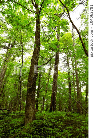 Fresh green beech forest on Mt.Fuji Fresh green beech forest on Mt.Fuji 104062781