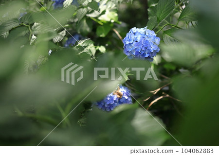 Hydrangea hydrangea blooming in the park during the rainy season 104062883