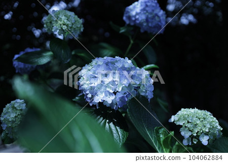 Hydrangea hydrangea blooming in the park during the rainy season Hydrangea hydrangea blooming in the park during the rainy season 104062884
