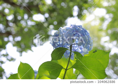 Hydrangea hydrangea blooming in the park during the rainy season Hydrangea hydrangea blooming in the park during the rainy season 104062886