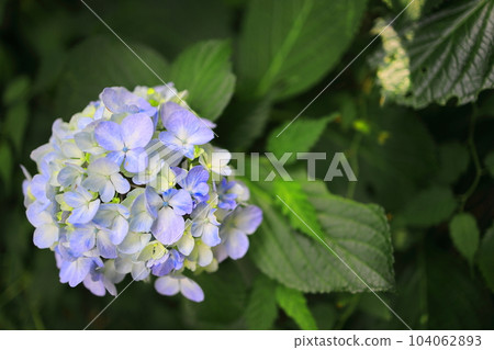 Hydrangea hydrangea blooming in the park during the rainy season Hydrangea hydrangea blooming in the park during the rainy season 104062893