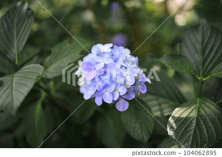 Hydrangea hydrangea blooming in the park during the rainy season 104062895