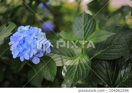 Hydrangea hydrangea blooming in the park during the rainy season Hydrangea hydrangea blooming in the park during the rainy season 104062896
