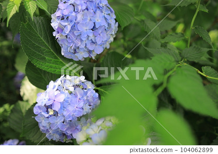 Hydrangea hydrangea blooming in the park during the rainy season 104062899