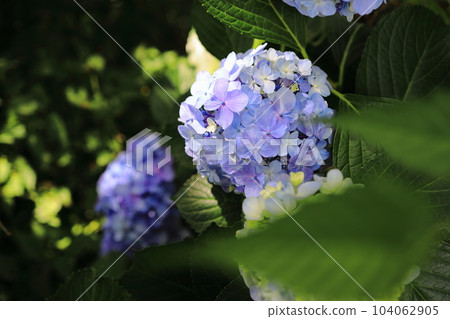 Hydrangea hydrangea blooming in the park during the rainy season Hydrangea hydrangea blooming in the park during the rainy season 104062905