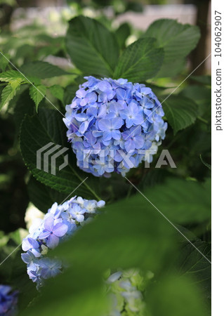 Hydrangea hydrangea blooming in the park during the rainy season Hydrangea hydrangea blooming in the park during the rainy season 104062907