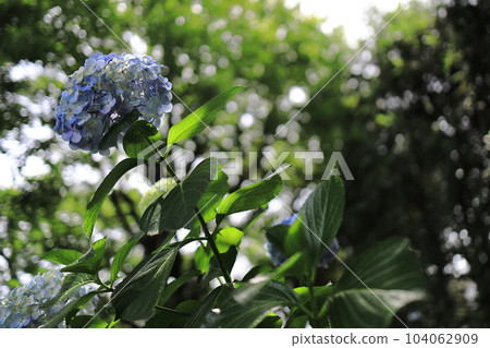 雨季公園裡盛開的繡球花 104062909