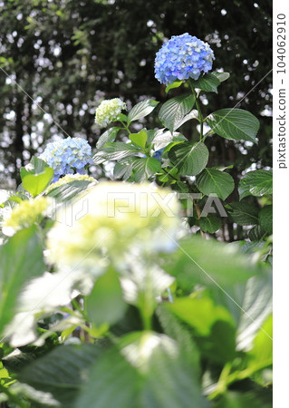 Hydrangea hydrangea blooming in the park during the rainy season Hydrangea hydrangea blooming in the park during the rainy season 104062910