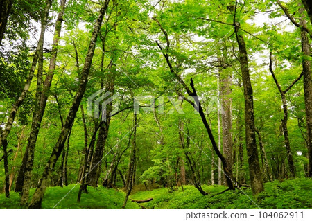 Fresh green beech forest on Mt.Fuji Fresh green beech forest on Mt.Fuji 104062911