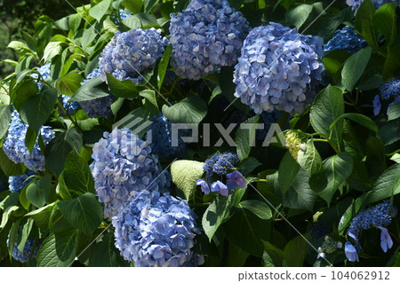 Vivid pale blue hydrangea [June] 104062912