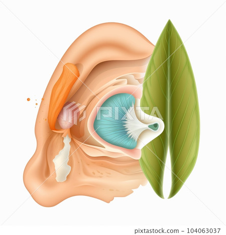 Cartoon nasal concha with olfactory receptors Cartoon nasal concha with olfactory receptors 104063037