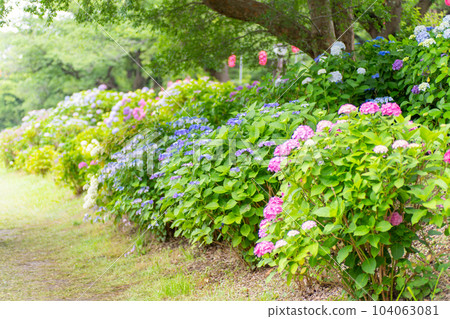 Hydrangea flowers blooming along the sidewalk 104063081