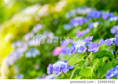 Hydrangea flowers blooming along the sidewalk 104063082