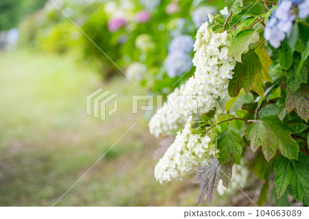 Hydrangea flowers in full bloom along the sidewalk Kashiwaba Hydrangea Hydrangea flowers in full bloom along the sidewalk Kashiwaba Hydrangea 104063089