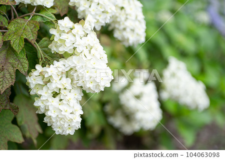 Kashiwaba hydrangea close-up 104063098