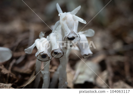 Very beautiful scenery of Mt. Hanami in Niimi City, Okayama Prefecture, Japan 104063117
