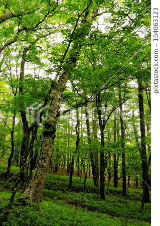 Fresh green beech forest on Mt.Fuji 104063123