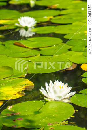 京都市左京區平安神宮西新園白虎池的睡蓮 104063181