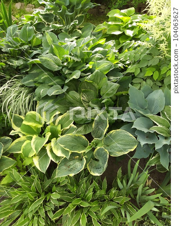 Hosta bushes with multi-colored leaves under a tree in the shade, group planting of perennials in the garden Hosta bushes with multi-colored leaves under a tree in the shade, group planting of perennials in the garden 104063627