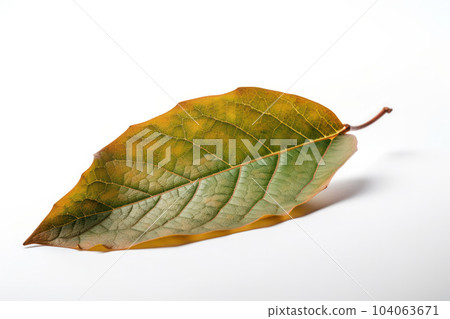 A single green leaf against a white background, a symbol of growth and renewal. AI Generative. 104063671