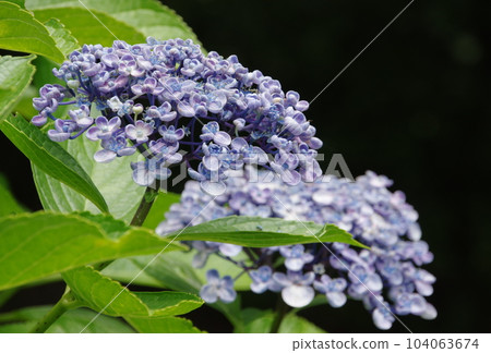 Popcorn hydrangea Popcorn hydrangea 104063674