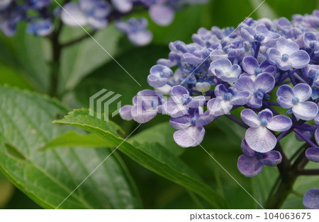 Popcorn hydrangea 104063675