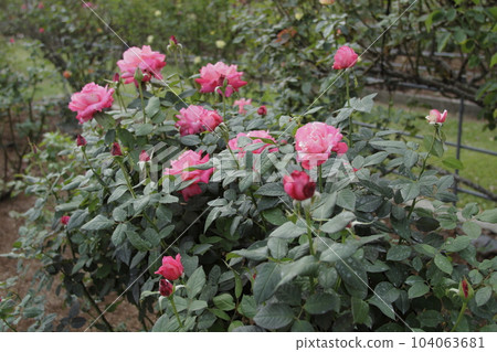 Arao City Ominous Citizen Flower Bed Rose Flower, 104063681