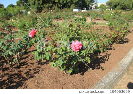 Arao City Ominous Citizen Flower Bed Rose Flower, 104063699