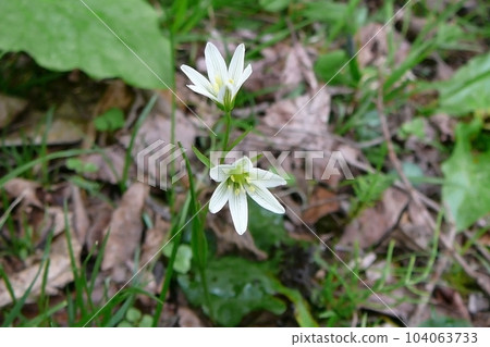 White flowers blooming in spring [Hosobanoamana / Liliaceae] Yachiho Kogen, Nagano Prefecture 104063733