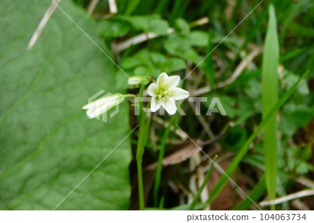 White flowers and buds blooming in spring seen from directly above [Hosobanoamana / Liliaceae] Yachiho Kogen, Nagano Prefecture 104063734