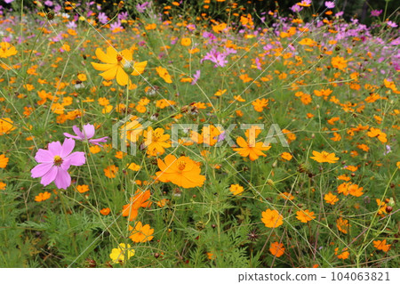 廣受歡迎的園林植物大波斯菊 104063821