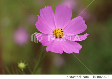 作為景觀植物而廣受歡迎的波斯菊 - 2 104063822