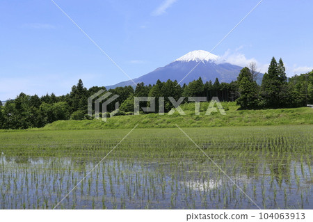 Gotemba rice field and Mt.Fuji Gotemba rice field and Mt.Fuji 104063913