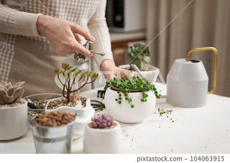 Woman spraying watering potted Senecio Rowley house Plant in white ceramic pot 104063915